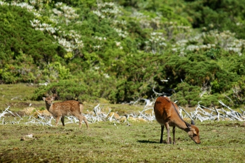 Oyako - parent and child - out for a graze at the peat bog, Japan's most southern peat bog thanks to the cooler climate up in the high mountains.