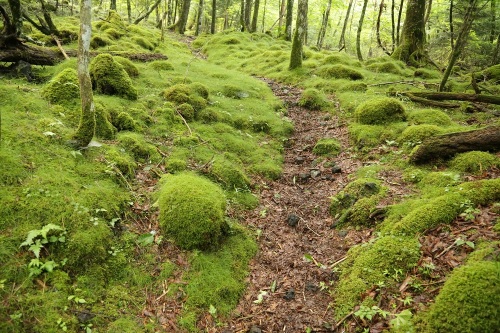 Moss Forest Path